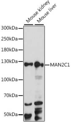 Western Blot MAN2C1 Antibody - Azide and BSA Free