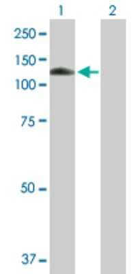 Western Blot: MANBA Antibody [H00004126-B01P] - Analysis of MANBA expression in transfected 293T cell line by MANBA polyclonal antibody.  Lane 1: MANBA transfected lysate(96.69 KDa). Lane 2: Non-transfected lysate.