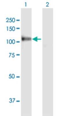 Western Blot: MANBA Antibody [H00004126-D01P] - Analysis of MANBA expression in transfected 293T cell line by MANBA polyclonal antibody.Lane 1: MANBA transfected lysate(100.90 KDa).Lane 2: Non-transfected lysate.