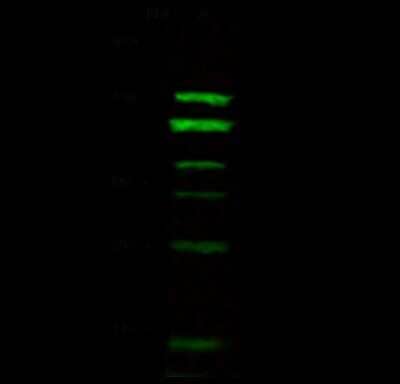 Western Blot MANBA Antibody - Azide and BSA Free