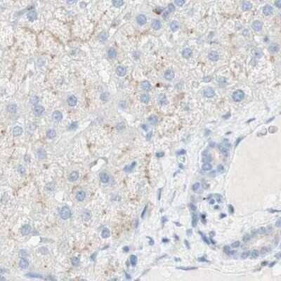 Immunohistochemistry-Paraffin: MANEA Antibody [NBP1-82279] - Staining of human liver.