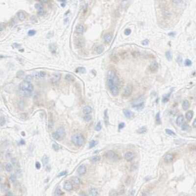 Immunohistochemistry-Paraffin: MANEA Antibody [NBP1-82279] - Staining of human kidney.