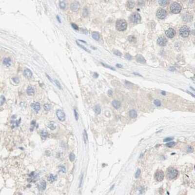 Immunohistochemistry-Paraffin: MANEA Antibody [NBP1-83710] - Staining of human testis.