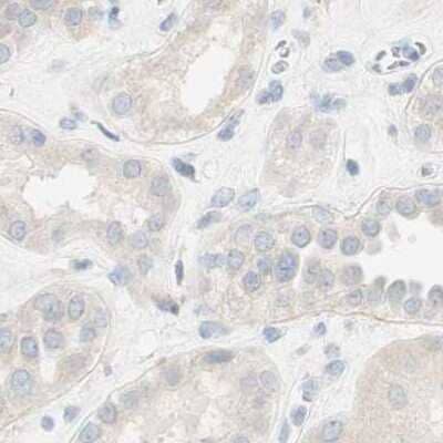 Immunohistochemistry-Paraffin: MANEA Antibody [NBP1-83710] - Staining of human kidney.