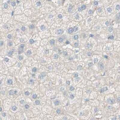 Immunohistochemistry-Paraffin: MANEA Antibody [NBP1-83710] - Staining of human liver.