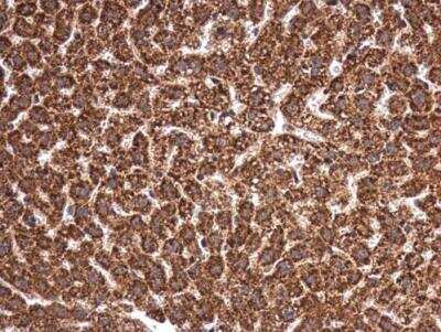 Immunohistochemistry-Paraffin: MANEA Antibody [NBP2-17214] - Paraffin-embedded mouse liver. MANEA antibody diluted at 1:500.