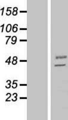 Western Blot: MANEA Overexpression Lysate (Adult Normal) [NBP2-06290] Left-Empty vector transfected control cell lysate (HEK293 cell lysate); Right -Over-expression Lysate for MANEA.