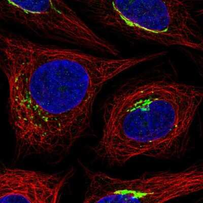 Immunocytochemistry/ Immunofluorescence MANEAL Antibody - BSA Free