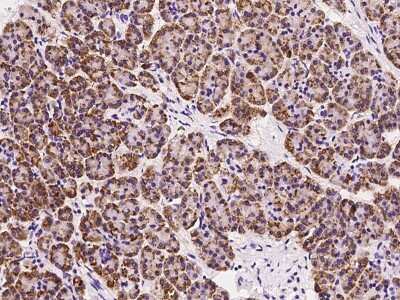 Immunohistochemistry-Paraffin: MANF Antibody [NBP2-99774] - Immunochemical staining of human MANF in human brain with rabbit polyclonal antibody at 1:1000 dilution, formalin-fixed paraffin embedded sections.