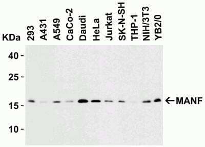 Western Blot: MANF Antibody [NBP1-76836] - Western Blot Validation in Human, Mouse (NIH/3T3) and Rat (YB2/0) Cell Lines.Loading: 15 ug of lysates per lane. Antibodies: MANF NBP1-76836 (2 ug /mL), 1h incubation at RT in 5% NFDM/TBST. Secondary: Goat anti-rabbit IgG HRP conjugate at 1:10000 dilution.