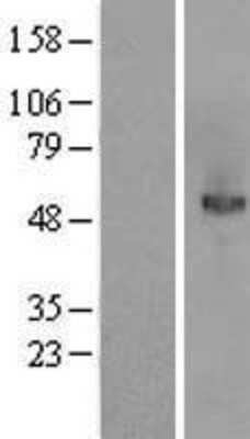 Western Blot MANSC1 Overexpression Lysate
