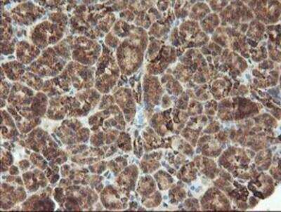 Immunohistochemistry-Paraffin: MAO-A Antibody (2F10) [NBP2-01752] - Staining of paraffin-embedded Human pancreas tissue using anti-Monoamine Oxidase A mouse monoclonal antibody.