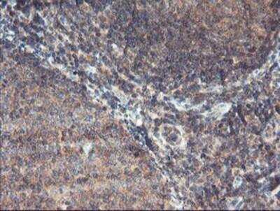 Immunohistochemistry-Paraffin: MAO-A Antibody (2F10) [NBP2-01752] - Staining of paraffin-embedded Human tonsil using anti-Monoamine Oxidase A mouse monoclonal antibody.
