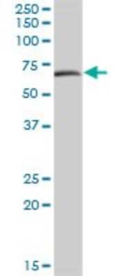 Western Blot: MAO-A Antibody [H00004128-B01P] - Analysis of MAOA expression in human placenta.