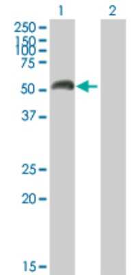 Western Blot: MAO-A Antibody [H00004128-B01P] - Analysis of MAOA expression in transfected 293T cell line by MAOA polyclonal antibody.  Lane 1: MAOA transfected lysate(57.97 KDa). Lane 2: Non-transfected lysate.