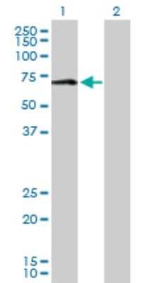 Western Blot: MAO-A Antibody [H00004128-D01P] - Analysis of MAOA expression in transfected 293T cell line by MAOA polyclonal antibody.Lane 1: MAOA transfected lysate(59.70 KDa).Lane 2: Non-transfected lysate.