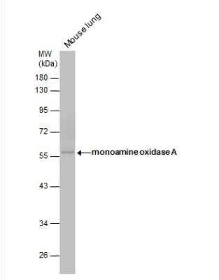 Western Blot: MAO-A Antibody [NBP2-19379] - Mouse tissue extracts (50 ug) was separated by 10% SDS-PAGE, and the membrane was blotted with monoamine oxidase A antibody [N2C3] diluted at 1:1000.