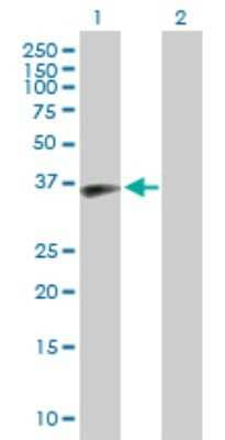 Western Blot: MAP1 Antibody [H00064112-B01P] - Analysis of MOAP1 expression in transfected 293T cell line by MOAP1 polyclonal antibody.  Lane 1: MOAP1 transfected lysate(38.61 KDa). Lane 2: Non-transfected lysate.