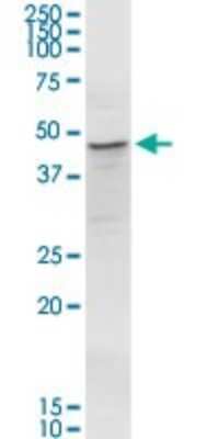 Western Blot: MAP1 Antibody [H00064112-D01P] - Analysis of MOAP1 expression in MCF-7.