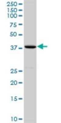 Western Blot: MAP1 Antibody [H00064112-D01P] - Analysis of MOAP1 expression in mouse liver.