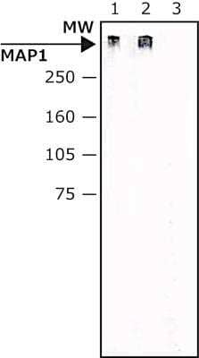 Western Blot: MAP1A Antibody (HM-1) [NB600-1371] - Whole extract of Rat brain were separated on SDS-PAGE and probed with Monoclonal Anti-MAP1A antibody produced in Mouse, Clone: HM-1 The antibody was developed using 1:500 Anti-Mouse IgG (Fab specific)-Peroxidase antibody produced in Goat.Lanes:1. 1:500 antibody2. 1:1000 antibody3. Negative Control