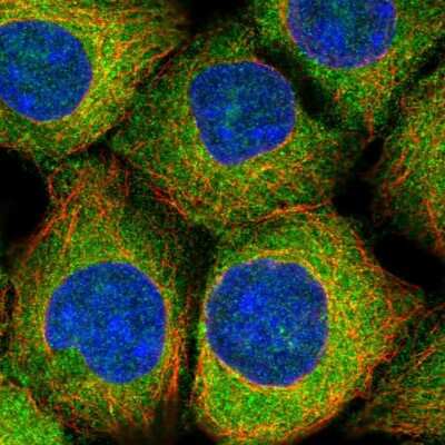 Immunocytochemistry/Immunofluorescence: MAP1S Antibody [NBP2-48987] - Immunofluorescent staining of human cell line HEK 293 shows localization to cytosol.