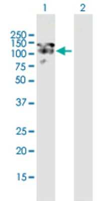 Western Blot: MAP1S Antibody [H00055201-B01P] - Analysis of MAP1S expression in transfected 293T cell line by MAP1S polyclonal antibody.  Lane 1: BPY2IP1 transfected lysate(116.49 KDa). Lane 2: Non-transfected lysate.