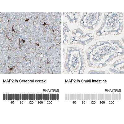 Immunohistochemistry: MAP2 Antibody [NBP1-81264] - Immunohistochemistry analysis in human cerebral cortex and small intestine tissues using NBP1-81264 antibody. Corresponding MAP2 RNA-seq data are presented for the same tissues.