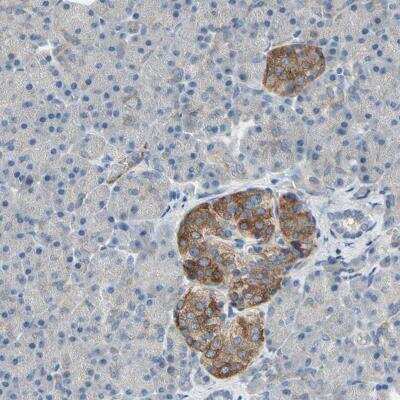 Immunohistochemistry: MAP2 Antibody [NBP1-81264] - Immunohistochemical staining of human pancreas shows moderate to strong cytoplasmic positivity in islets of Langerhans.