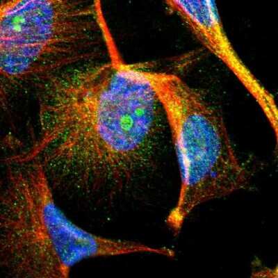 Immunocytochemistry/Immunofluorescence: MAP3K12 binding inhibitory protein 1 Antibody [NBP1-85805] - Immunofluorescent staining of human cell line U-251 MG shows localization to nucleus, nucleoli & cytosol. Antibody staining is shown in green.