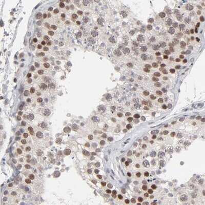 Immunohistochemistry-Paraffin: MAP3K12 binding inhibitory protein 1 Antibody [NBP1-85805] - Staining of human testis shows strong nuclear positivity in cells in seminiferus ducts.