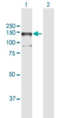 Western Blot: MAP3K13 Antibody [H00009175-B01P] - Analysis of MAP3K13 expression in transfected 293T cell line by MAP3K13 polyclonal antibody.  Lane 1: MAP3K13 transfected lysate(106.26 KDa). Lane 2: Non-transfected lysate.