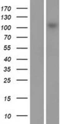 Western Blot: MAP3K13 Overexpression Lysate (Adult Normal) [NBP2-07835] Left-Empty vector transfected control cell lysate (HEK293 cell lysate); Right -Over-expression Lysate for MAP3K13.