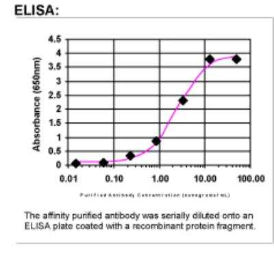 ELISA: MAP3K8/Tpl2/COT Antibody [23930002]