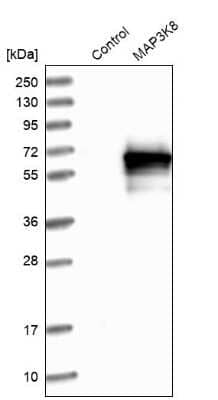 Western Blot: MAP3K8/Tpl2/COT Antibody [NBP1-86569] - Analysis in control (vector only transfected HEK293T lysate) and MAP3K8 over-expression lysate (Co-expressed with a C-terminal myc-DDK tag (3.1 kDa) in mammalian HEK293T cells).