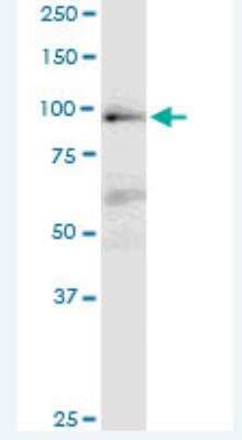 Western Blot: MAP4K1 Antibody (1G6) [H00011184-M02-100ug] - Monoclonal antibody (M02), clone 1G6. Western Blot analysis of MAP4K1 expression in Jurkat.