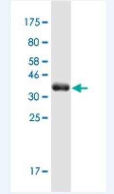 Western Blot: MAP4K1 Antibody (1G6) [H00011184-M02-100ug] -  Detection against Immunogen (36.63 KDa) .