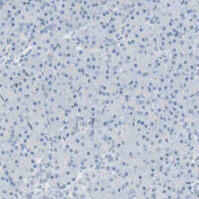 Immunohistochemistry-Paraffin: MAP4K1 Antibody [NBP1-83221] - Staining of human pancreas shows no positivity as expected.