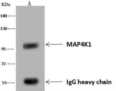 Immunoprecipitation: MAP4K1 Antibody [NBP3-12577] - Lane A:0.5 mg Jurkat Whole Cell Lysate1 uL anti-MAP4K1 rabbit polyclonal antibody and 60 ug of Immunomagnetic beads Protein A/G.Primary antibody:Anti-MAP4K1 rabbit polyclonal antibody,at 1:500 dilution Secondary antibody:Goat Anti-Rabbit IgG (H+L)/HRP at 1/10000 dilutionDeveloped using the ECL technique.Performed under reducing conditions.Predicted band size: 97 kDaObserved band size :97 kDa