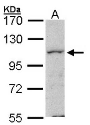 Western Blot: MAP4K1 Antibody [NBP1-31000] - Sample (30 ug of whole cell lysate) A: Hela 7. 5% SDS PAGE; antibody diluted at 1:1000.