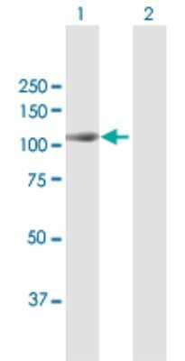 Western Blot: MAP4K2 Antibody [H00005871-B01P] - Analysis of MAP4K2 expression in transfected 293T cell line by MAP4K2 polyclonal antibody.  Lane 1: MAP4K2 transfected lysate(90.2 KDa). Lane 2: Non-transfected lysate.