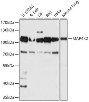 Western Blot: MAP4K2 Antibody [NBP3-05105] - Analysis of extracts of various cell lines, using MAP4K2 antibody at 1:1000 dilution. Secondary antibody: HRP Goat Anti-Rabbit IgG (H+L) at 1:10000 dilution. Lysates/proteins: 25ug per lane. Blocking buffer: 3% nonfat dry milk in TBST. Detection: ECL Basic Kit