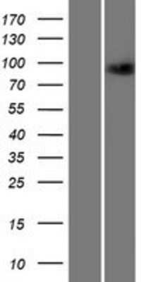 Western Blot: MAP4K2 Overexpression Lysate (Adult Normal) [NBP2-07852] Left-Empty vector transfected control cell lysate (HEK293 cell lysate); Right -Over-expression Lysate for MAP4K2.