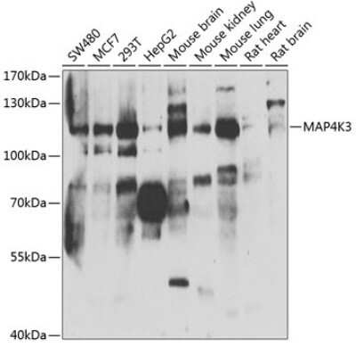 Western Blot MAP4K3 Antibody - BSA Free