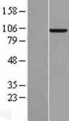 Western Blot: MAP4K3 Overexpression Lysate (Adult Normal) [NBL1-12860] Left-Empty vector transfected control cell lysate (HEK293 cell lysate); Right -Over-expression Lysate for MAP4K3.
