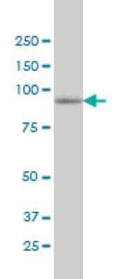 Western Blot: MAP4K5 Antibody (3H3) [H00011183-M01] - Western Blot analysis of MAP4K5 expression in 293 ( Cat # L026V1 ).