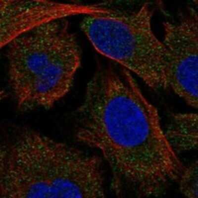 Immunocytochemistry/Immunofluorescence: MAP4K5 Antibody [NBP3-17886] - Staining of human cell line U-2 OS shows localization to cytosol.