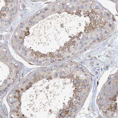 Immunohistochemistry-Paraffin: MAP4K5 Antibody [NBP1-83385] - Staining of human testis shows moderate cytoplasmic positivity in cells in seminiferous ducts.