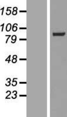 Western Blot MAP4K5 Overexpression Lysate