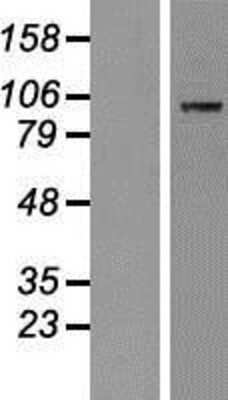 Western Blot MAP4K5 Overexpression Lysate